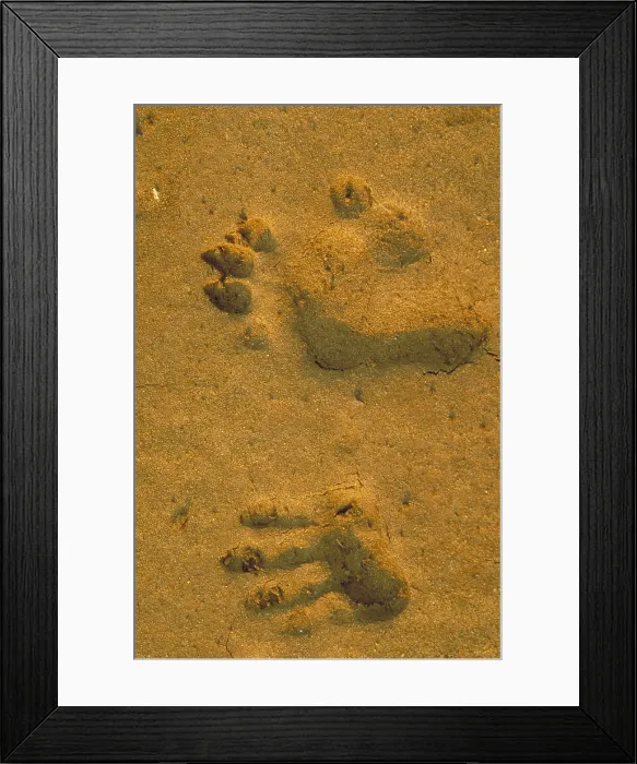 Framed Print : Anubis baboon footprints