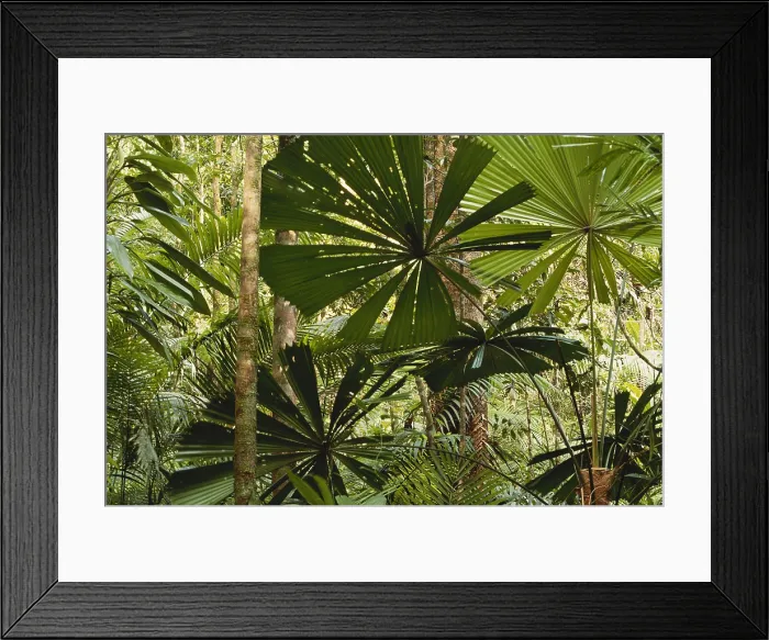 Framed Print : Rainforest in Queensland, Australia Framed Print : Rainforest in Queensland, Australia