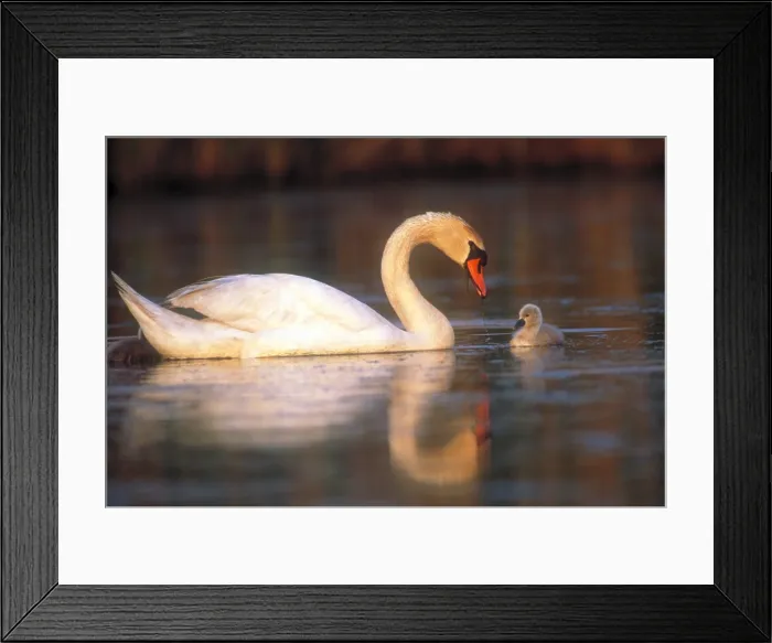 Framed Print : Mute swan with cygnet Framed Print : Mute swan with cygnet