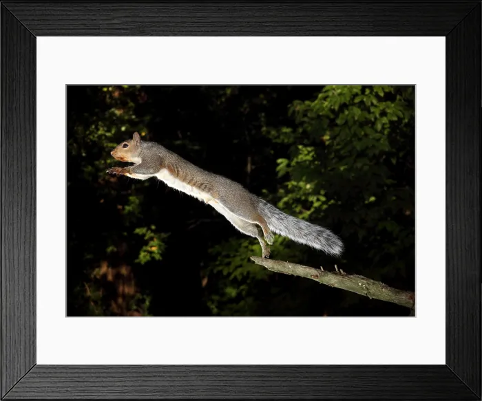 Framed Print : Jumping Gray Squirrel Framed Print : Jumping Gray Squirrel