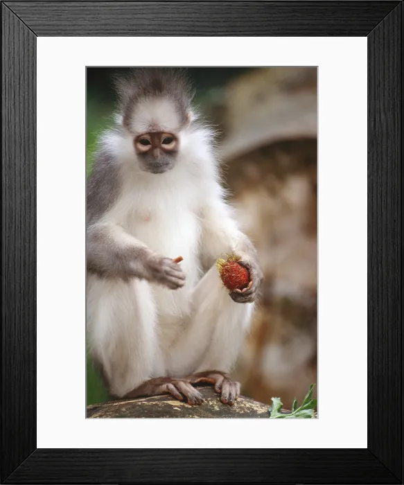 Framed Print : Mitered Leaf Monkey Framed Print : Mitered Leaf Monkey