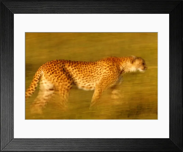 Framed Print : Cheetah, Masai Mara, Kenya Framed Print : Cheetah, Masai Mara, Kenya