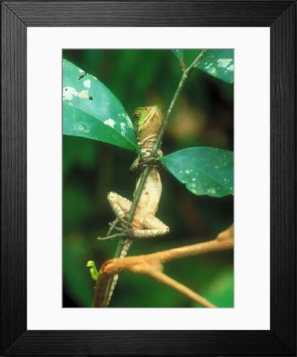 Framed Print : Iguana balancing act Framed Print : Iguana balancing act