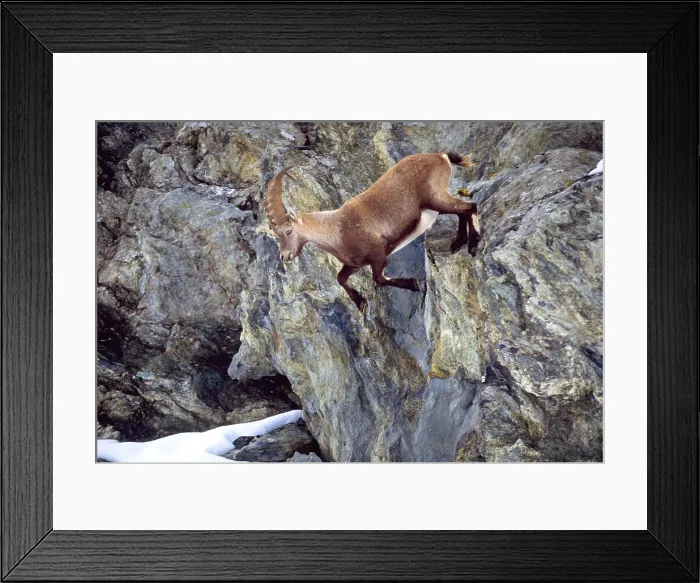 Framed Print : Ibex climbing mountainside Framed Print : Ibex climbing mountainside