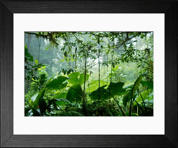 Framed Print : Cloud forest, Costa Rica