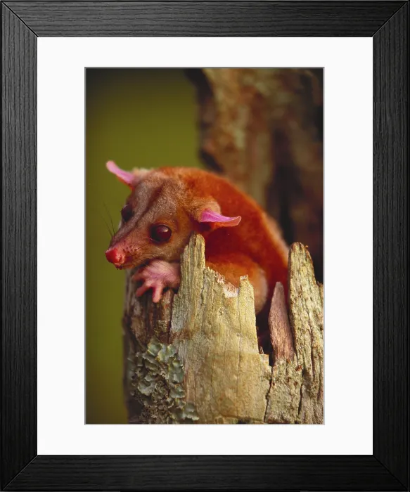Framed Print : Bare-tailed Woolly opossum Framed Print : Bare-tailed Woolly opossum