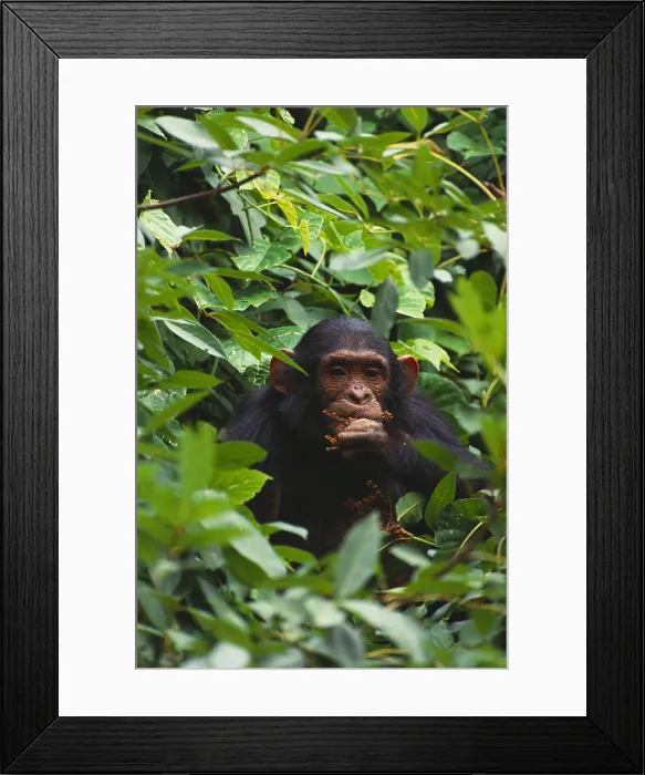Framed Print : Chimpanzee Framed Print : Chimpanzee