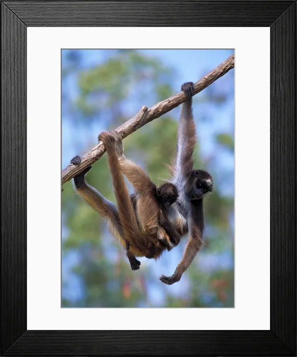 Framed Print : Long-haired spider monkey Framed Print : Long-haired spider monkey