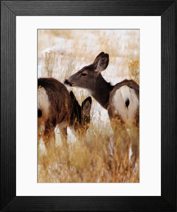 Framed Print : Wild deer. Wild mule deer (Odocoileus hemionus) grazing in Yellowstone National Park Framed Print : Wild deer. Wild mule deer (Odocoileus hemionus) grazing in Yellowstone National Park