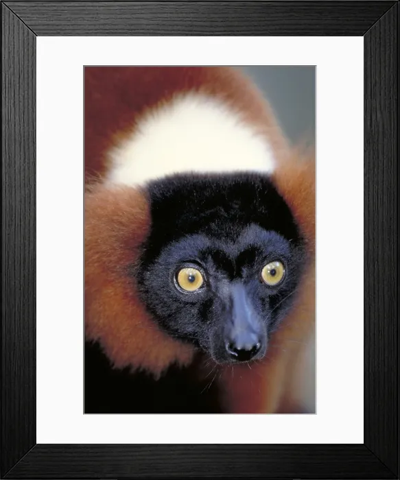 Framed Print : Red ruffed lemur, Madagascar Framed Print : Red ruffed lemur, Madagascar