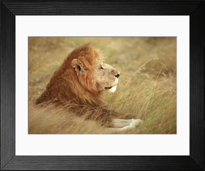Framed Print : African Lion Framed Print : African Lion
