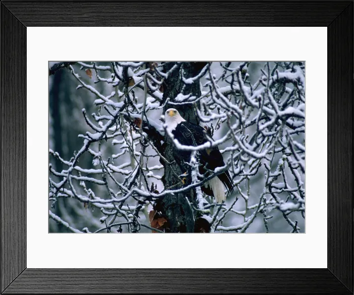 Framed Print : Bald eagle sitting in a bare tree Framed Print : Bald eagle sitting in a bare tree
