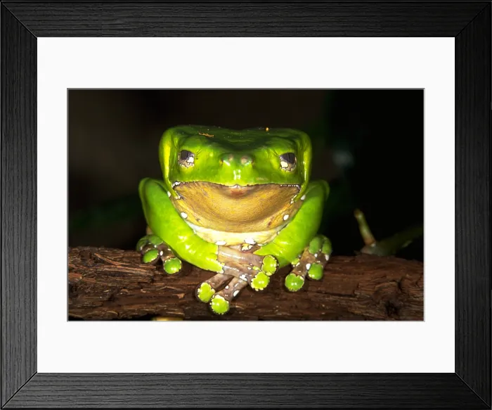 Framed Print : Giant green leaf frog Framed Print : Giant green leaf frog