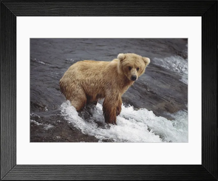 Framed Print : Grizzly Bear Cub