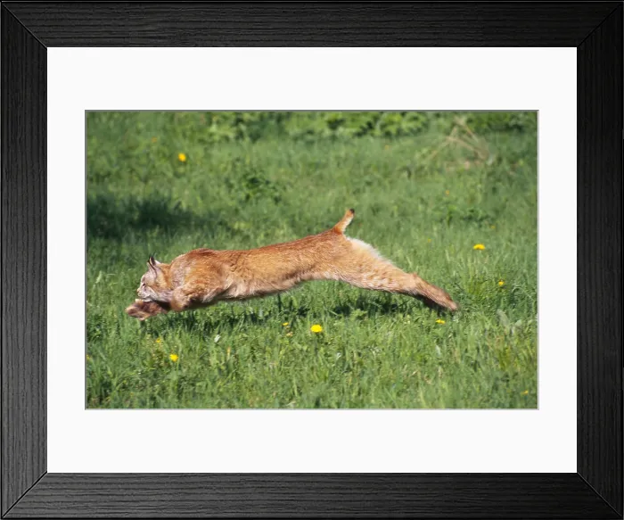 Framed Print : Canadian lynx Framed Print : Canadian lynx