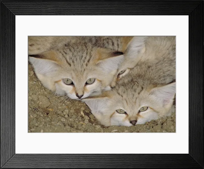 Framed Print : Sand cat (Felis margarita)