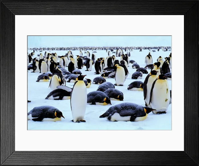 Framed Print : Emperor Penguins Framed Print : Emperor Penguins