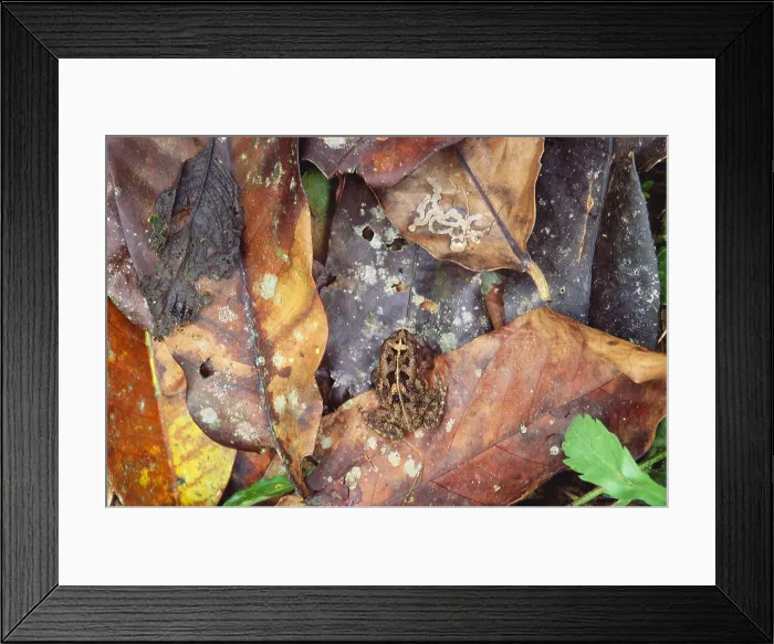 Framed Print : Frog On Leaf Framed Print : Frog On Leaf