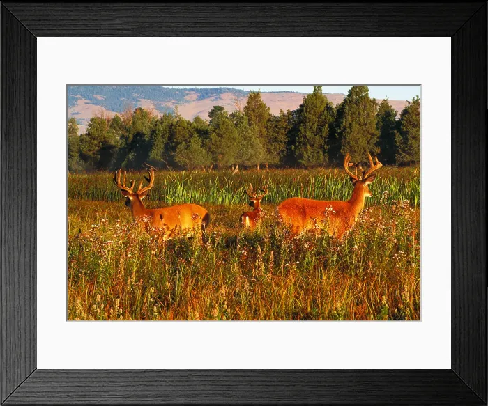 Framed Print : White-tailed deer