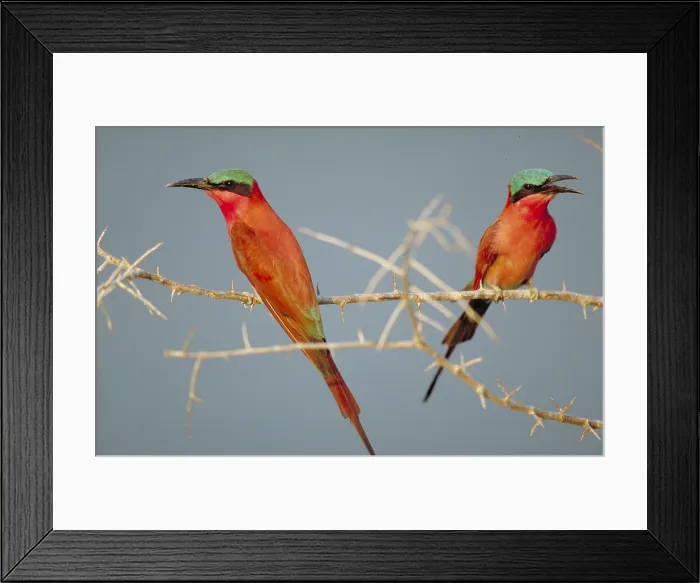 Framed Print : Southern Carmine Bee-Eaters Framed Print : Southern Carmine Bee-Eaters
