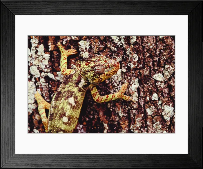 Framed Print : Oustalet's Chameleon Framed Print : Oustalet's Chameleon