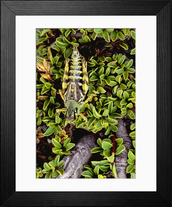 Framed Print : Grasshopper Framed Print : Grasshopper