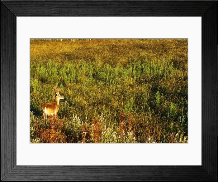 Framed Print : White-tailed Deer