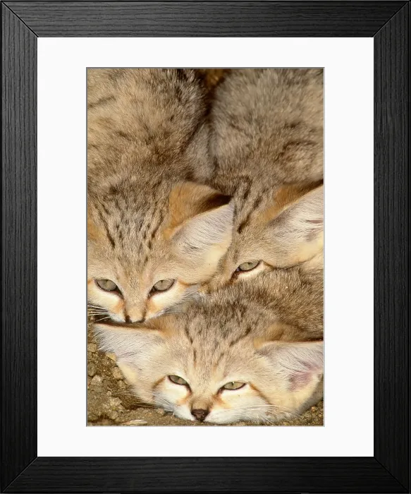 Framed Print : Sand Cats (Felis margarita), indigenous from the Sahara to Pakistan Framed Print : Sand Cats (Felis margarita), indigenous from the Sahara to Pakistan
