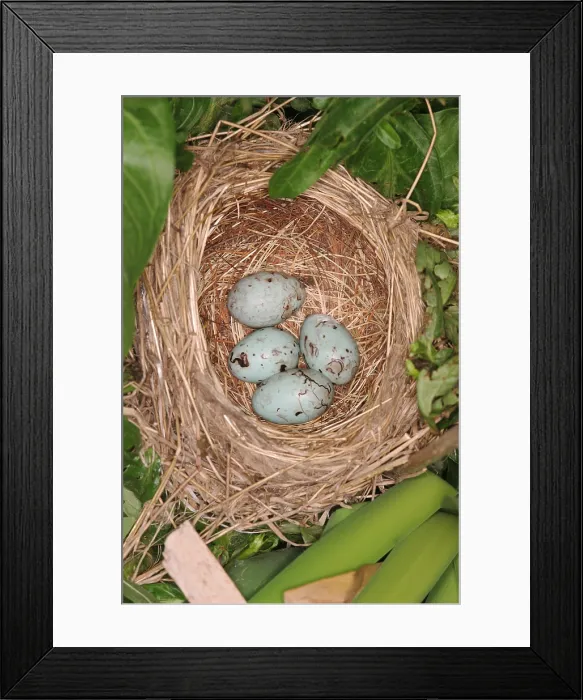 Framed Print : Red-winged Blackbird Nest Framed Print : Red-winged Blackbird Nest
