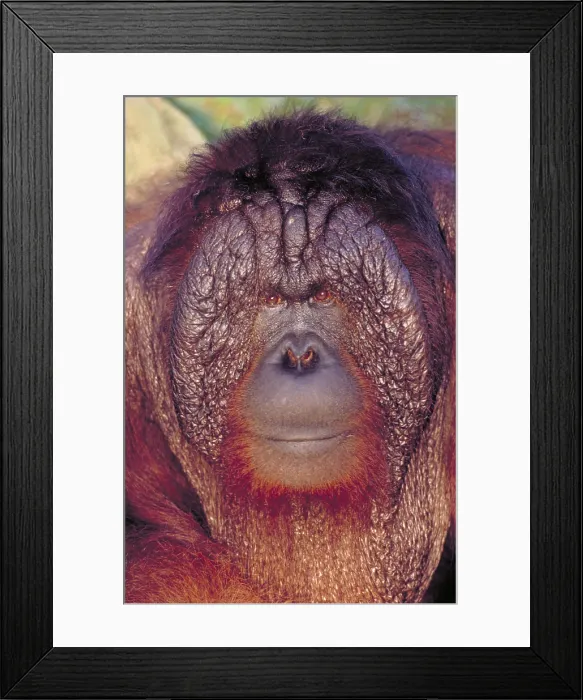 Framed Print : Bornean orangutan Framed Print : Bornean orangutan
