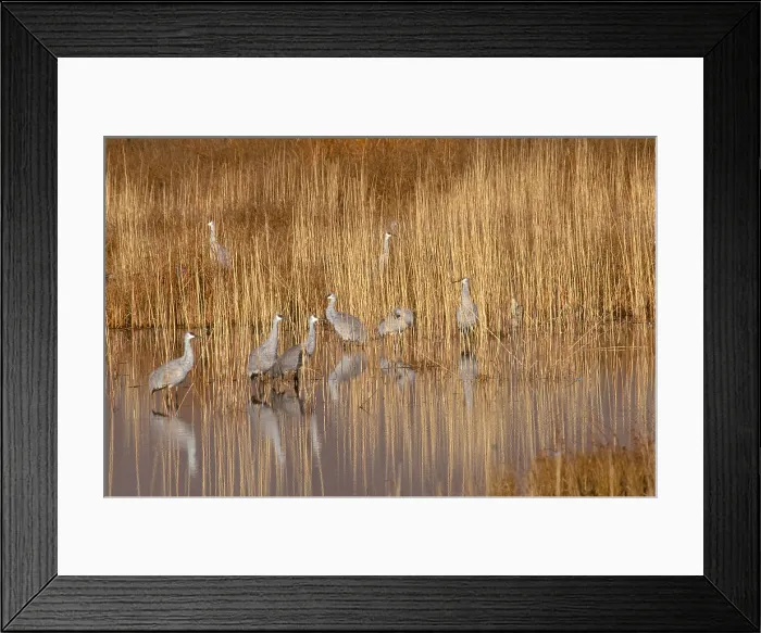Framed Print : Sandhill Crane (Grus canadensis) Framed Print : Sandhill Crane (Grus canadensis)