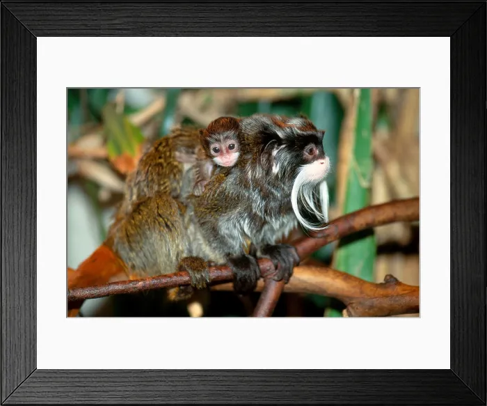 Framed Print : Emperor Tamarin with Young Framed Print : Emperor Tamarin with Young
