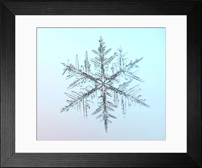 Framed Print : Snowflake Under the Microscope Framed Print : Snowflake Under the Microscope