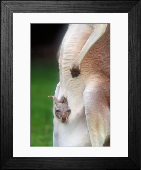 Framed Print : Red kangaroo mother and joey Framed Print : Red kangaroo mother and joey