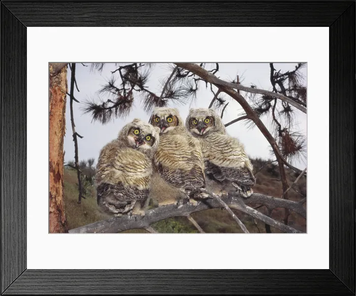 Framed Print : Great Horned Owl Framed Print : Great Horned Owl
