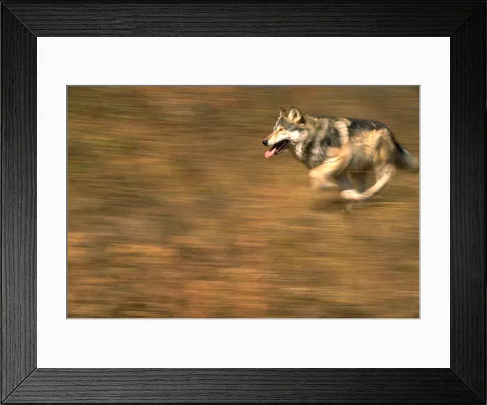 Framed Print : Grey wolf running Framed Print : Grey wolf running