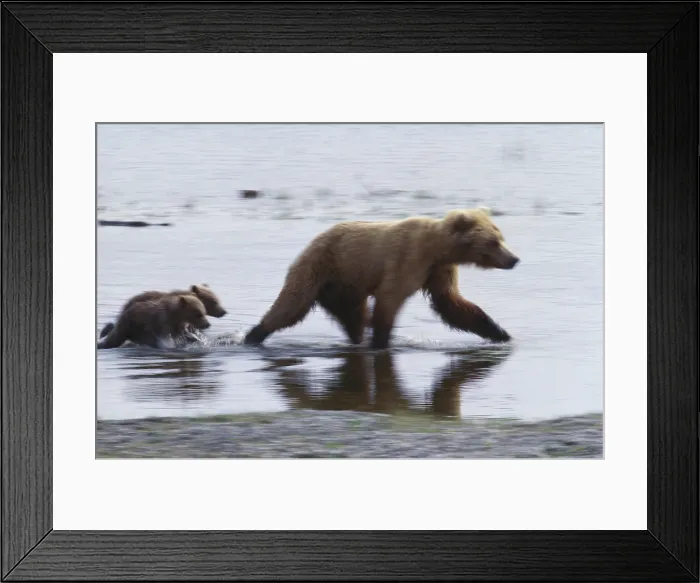 Framed Print : Grizzly Bear and cubs Framed Print : Grizzly Bear and cubs