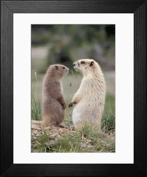 Framed Print : Olympic Marmots
