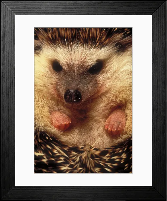 Framed Print : Hedgehog Framed Print : Hedgehog