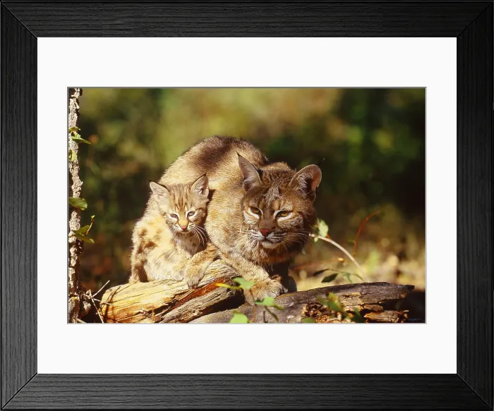 Framed Print : Bobcat and young, Montana Framed Print : Bobcat and young, Montana