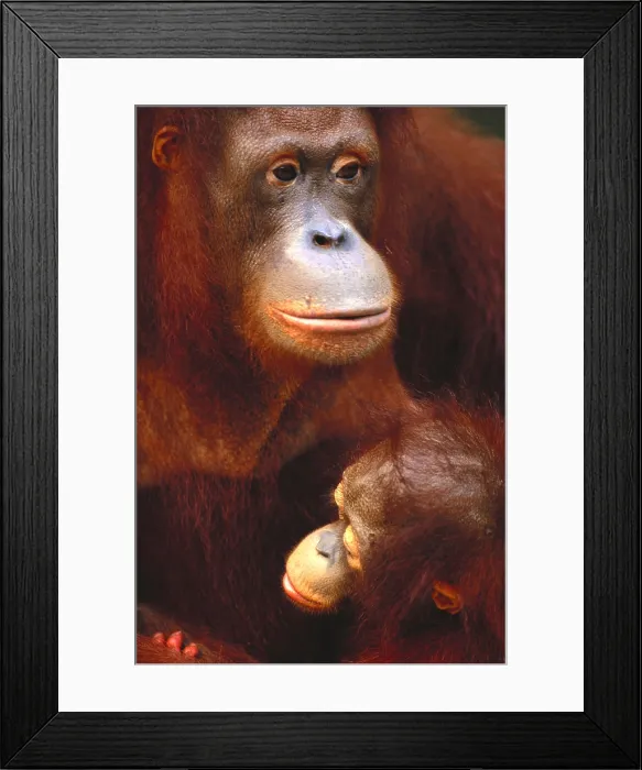 Framed Print : Bornean Orangutan Framed Print : Bornean Orangutan