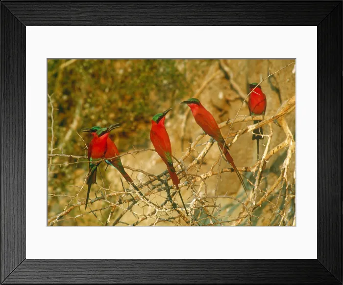Framed Print : Southern carmine bee-eaters Framed Print : Southern carmine bee-eaters