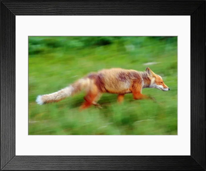 Framed Print : Running red fox Framed Print : Running red fox