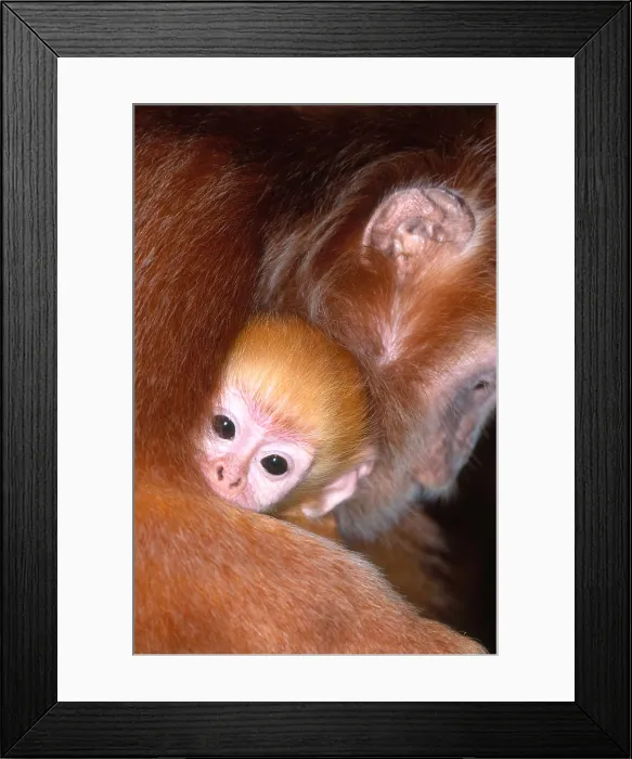 Framed Print : Javan langur with young Framed Print : Javan langur with young