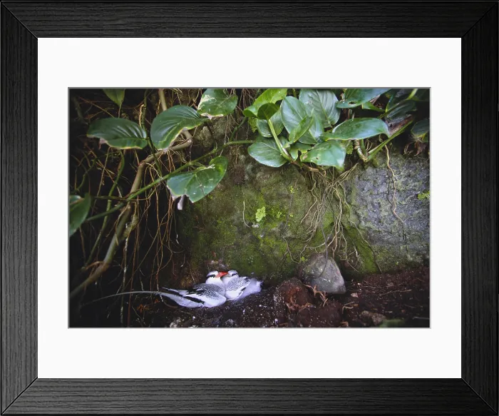 Framed Print : Red Billed Tropicbirds Framed Print : Red Billed Tropicbirds