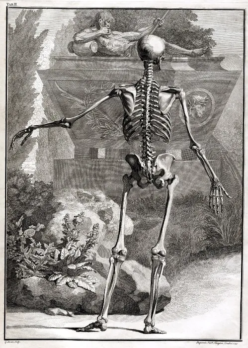 Framed Print : 18th Century Anatomical Engraving Framed Print : 18th Century Anatomical Engraving