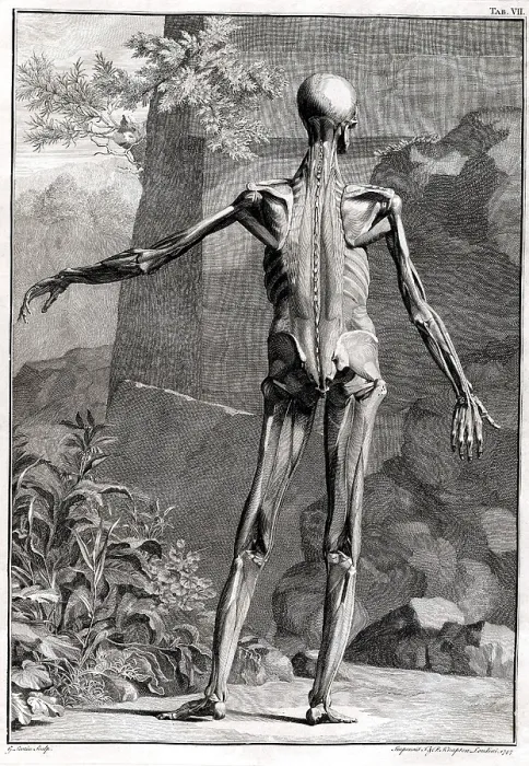 Framed Print : 18th Century Anatomical Engraving Framed Print : 18th Century Anatomical Engraving