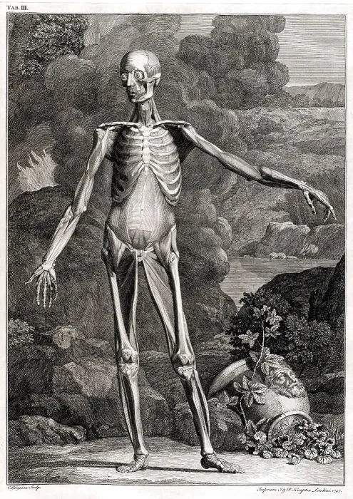 Framed Print : 18th Century Anatomical Engraving Framed Print : 18th Century Anatomical Engraving