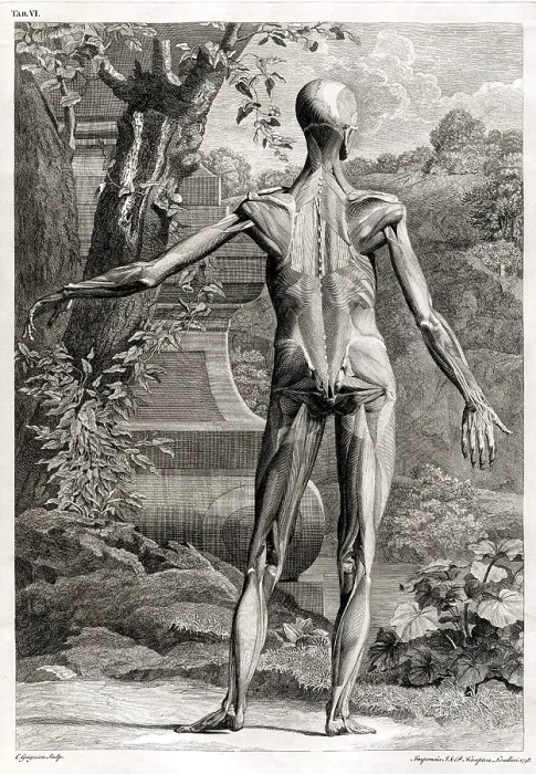 Framed Print : 18th Century Anatomical Engraving Framed Print : 18th Century Anatomical Engraving