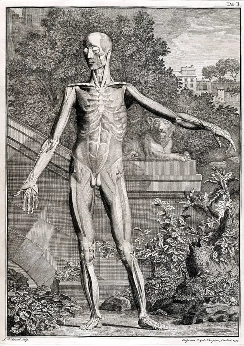 Framed Print : 18th Century Anatomical Engraving Framed Print : 18th Century Anatomical Engraving